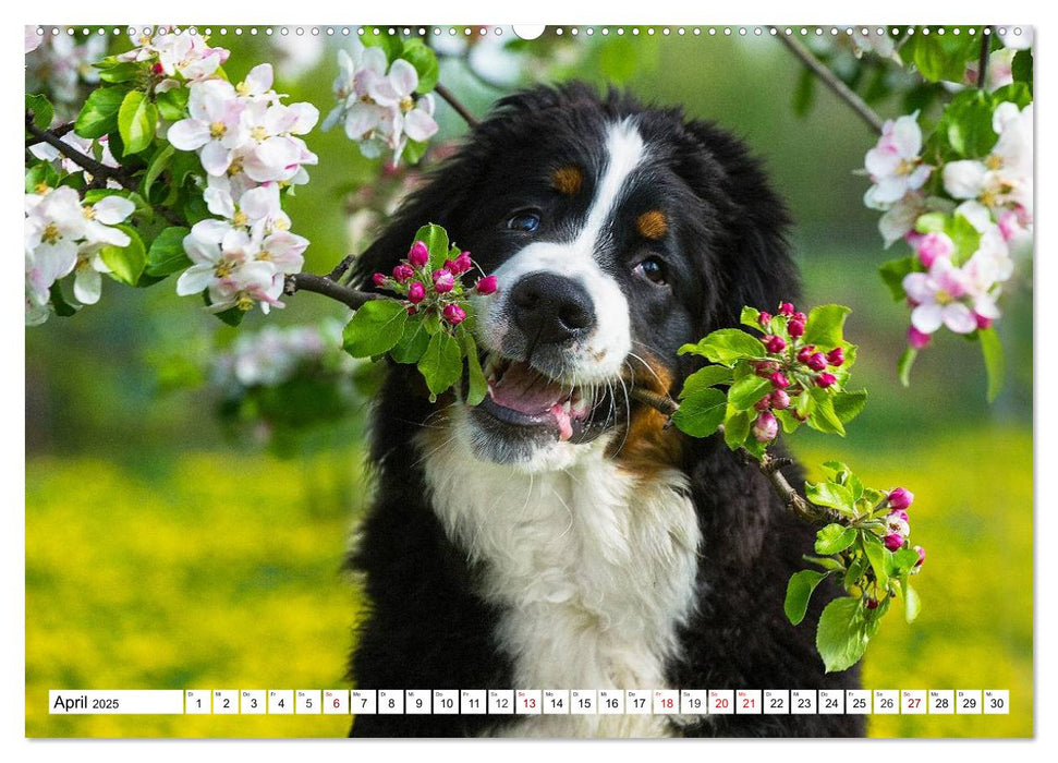 Faszinierende Schönheit Berner Sennenhund (CALVENDO Premium Wandkalender 2025)