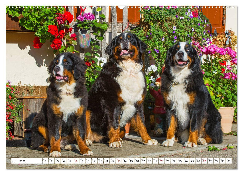 Faszinierende Schönheit Berner Sennenhund (CALVENDO Premium Wandkalender 2025)