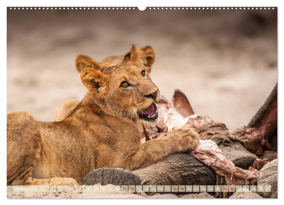 Chobe River - Eine spannende Flussfahrt in Botswana (CALVENDO Wandkalender 2025)