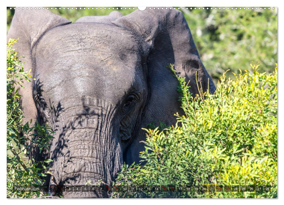 Tembe Elephant Park. Ein Paradies - nicht nur für Elefanten (CALVENDO Premium Wandkalender 2025)