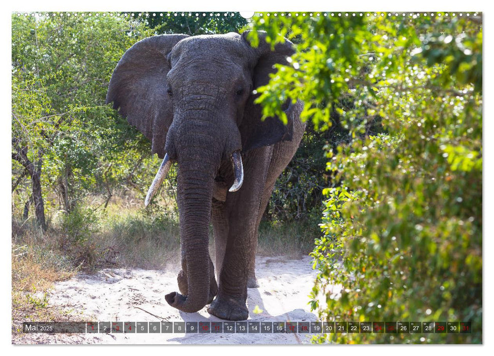 Tembe Elephant Park. Ein Paradies - nicht nur für Elefanten (CALVENDO Premium Wandkalender 2025)