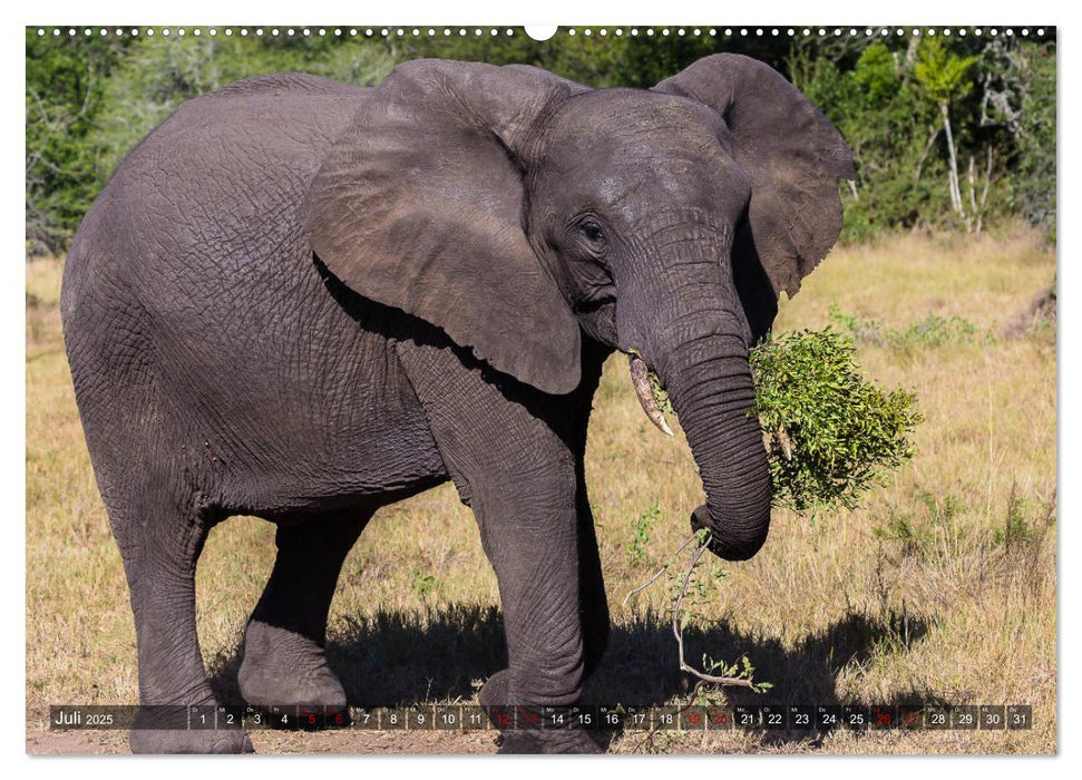 Tembe Elephant Park. Ein Paradies - nicht nur für Elefanten (CALVENDO Premium Wandkalender 2025)