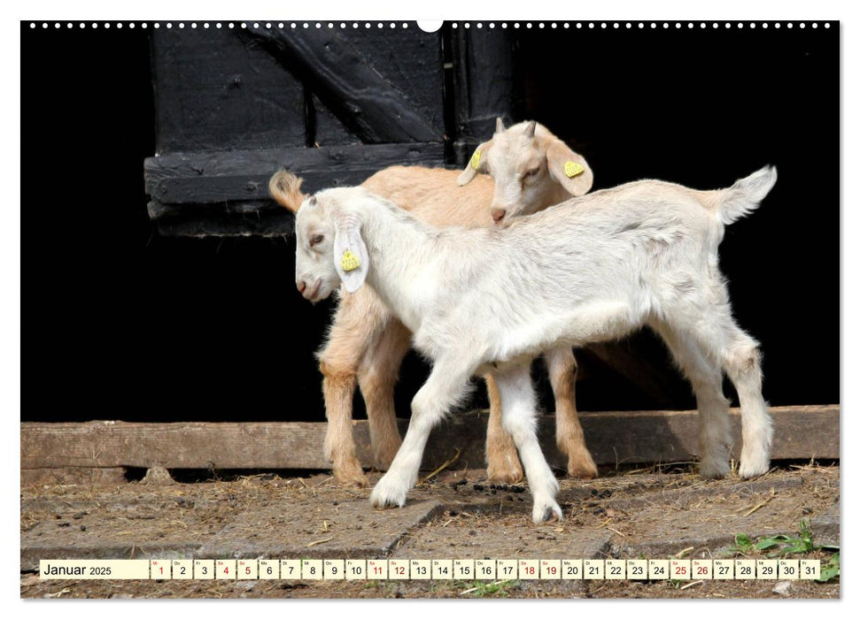 Ziegen - Die Stars aus dem Streichelzoo (CALVENDO Premium Wandkalender 2025)