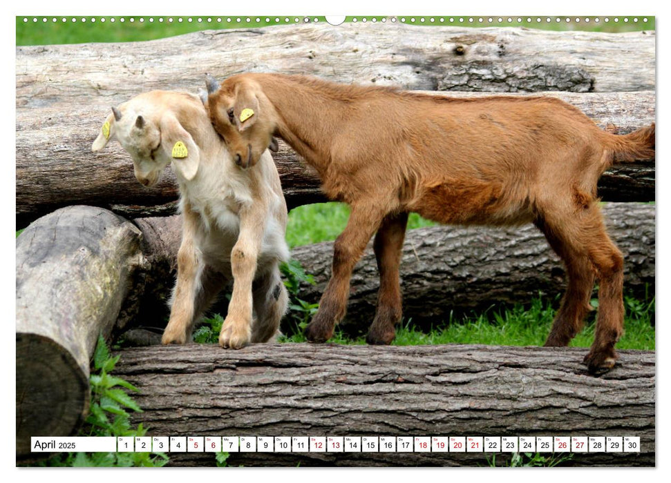 Ziegen - Die Stars aus dem Streichelzoo (CALVENDO Premium Wandkalender 2025)