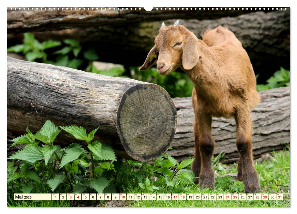 Ziegen - Die Stars aus dem Streichelzoo (CALVENDO Premium Wandkalender 2025)