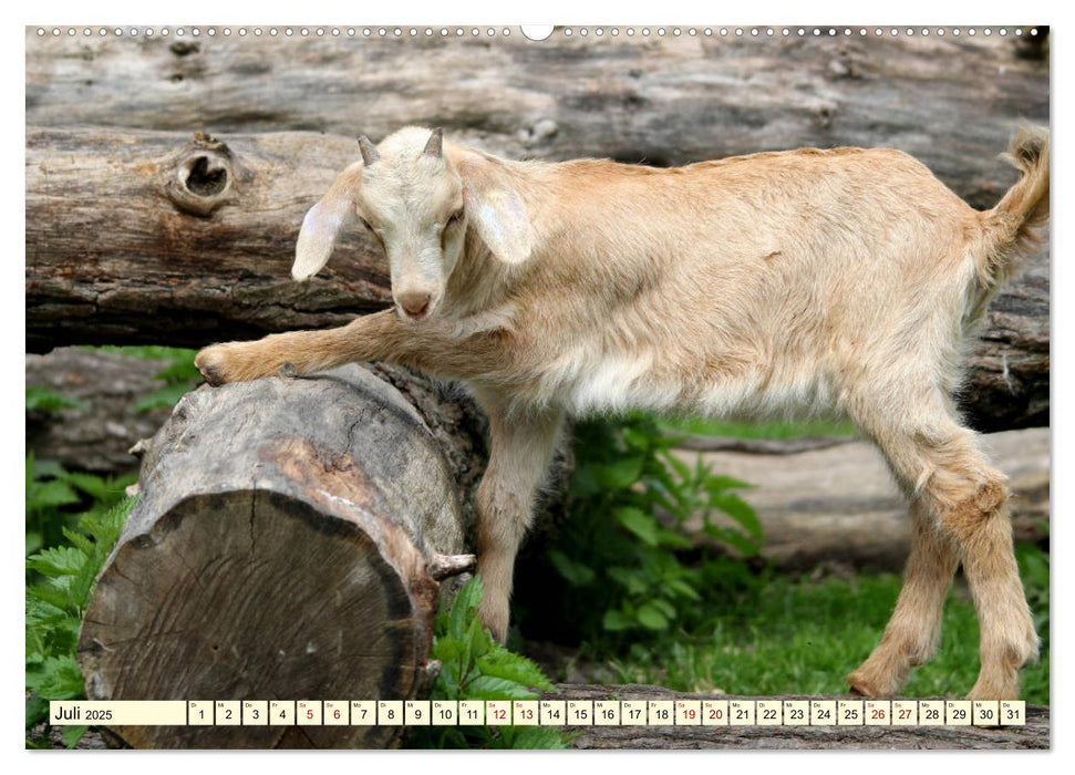 Ziegen - Die Stars aus dem Streichelzoo (CALVENDO Premium Wandkalender 2025)