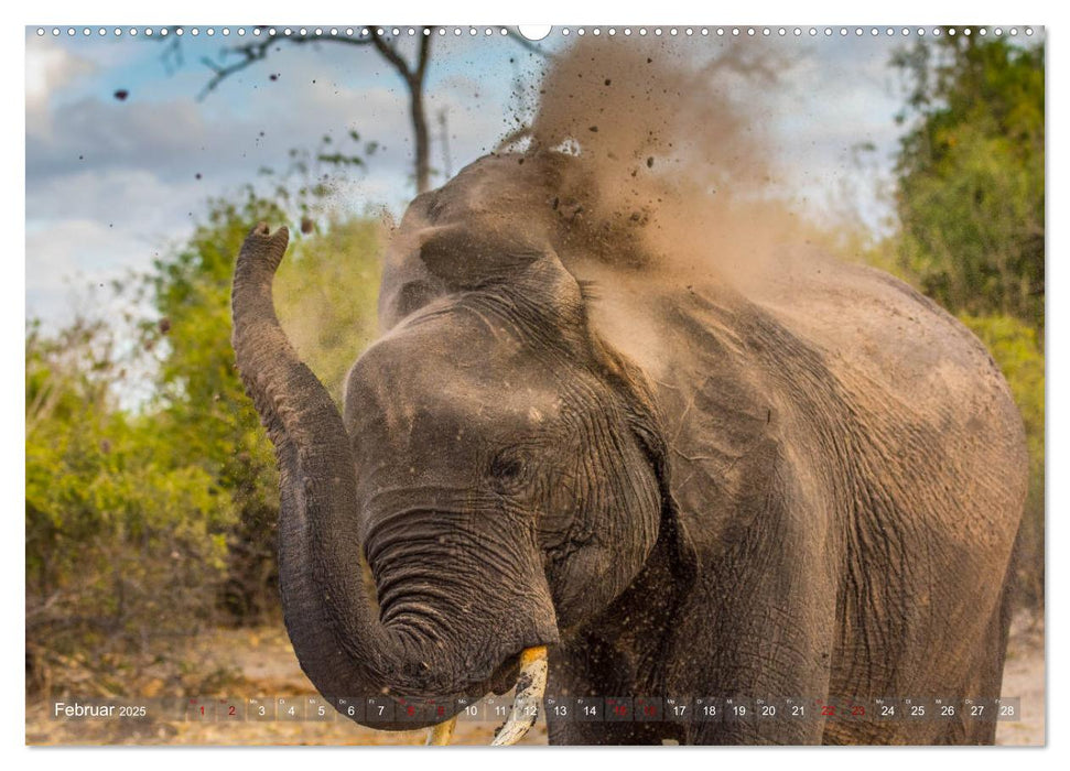 Elefanten in Afrika - Die mit den großen Ohren (CALVENDO Wandkalender 2025)