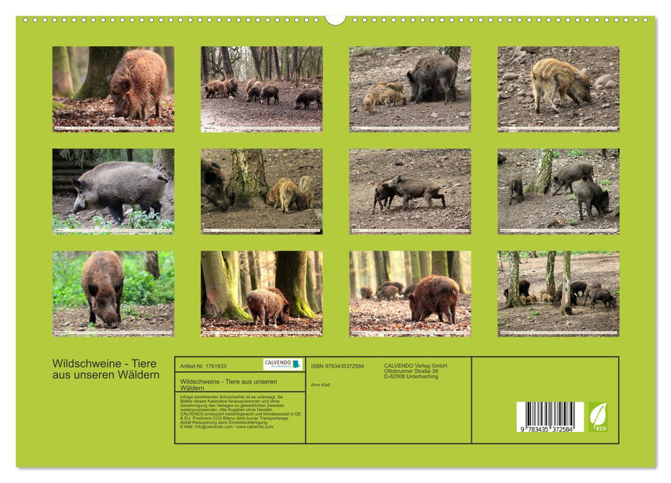 Wildschweine - Tiere aus unseren Wäldern (CALVENDO Premium Wandkalender 2025)