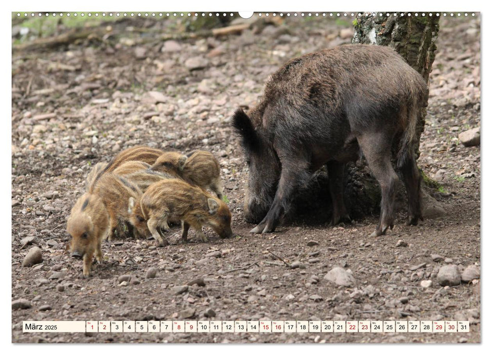 Wildschweine - Tiere aus unseren Wäldern (CALVENDO Premium Wandkalender 2025)