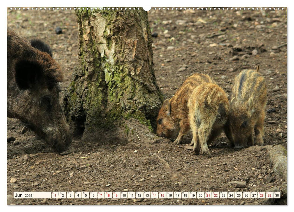 Wildschweine - Tiere aus unseren Wäldern (CALVENDO Premium Wandkalender 2025)