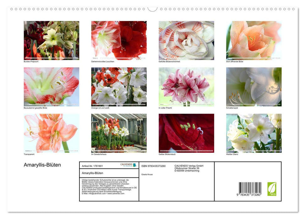 Amaryllis-Blüten (CALVENDO Premium Wandkalender 2025)