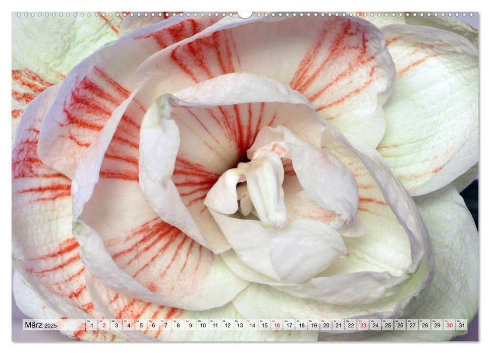 Amaryllis-Blüten (CALVENDO Premium Wandkalender 2025)