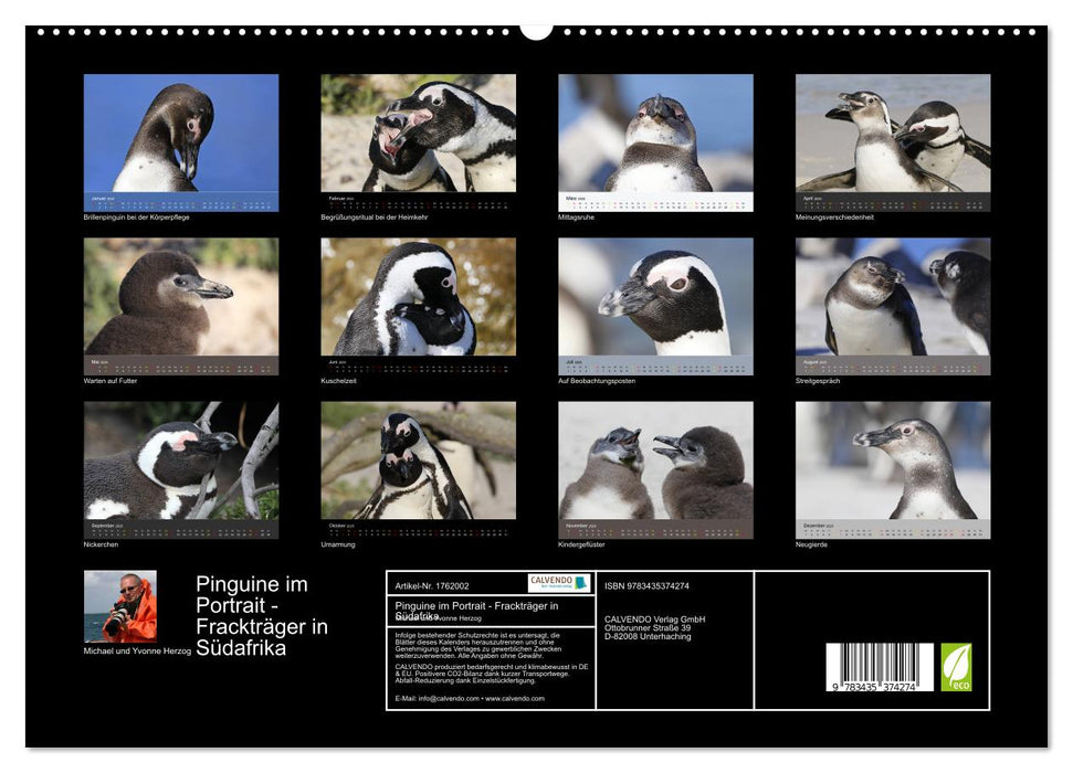 Pinguine im Portrait - Frackträger in Südafrika (CALVENDO Premium Wandkalender 2025)