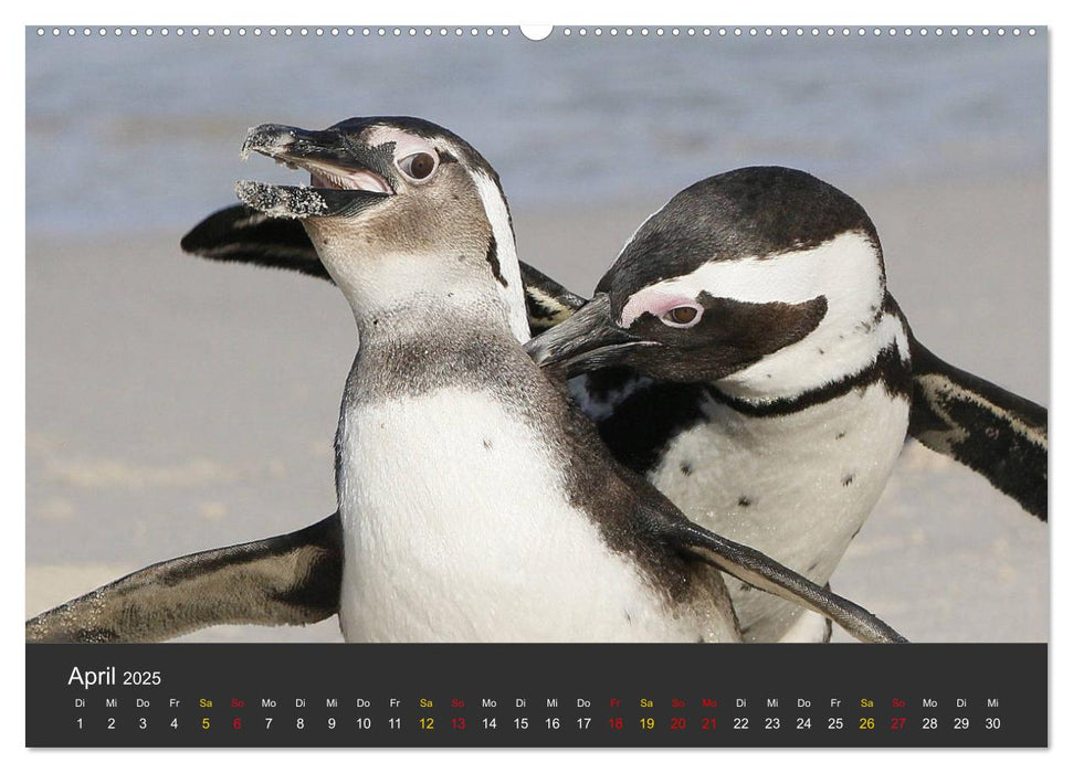 Pinguine im Portrait - Frackträger in Südafrika (CALVENDO Premium Wandkalender 2025)