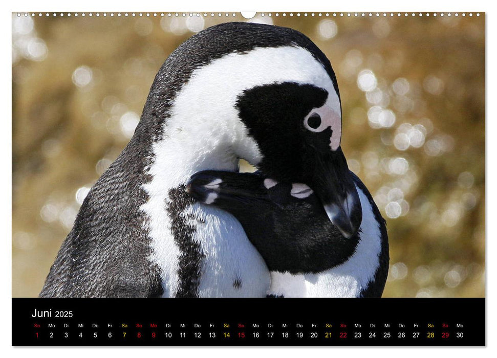 Pinguine im Portrait - Frackträger in Südafrika (CALVENDO Premium Wandkalender 2025)