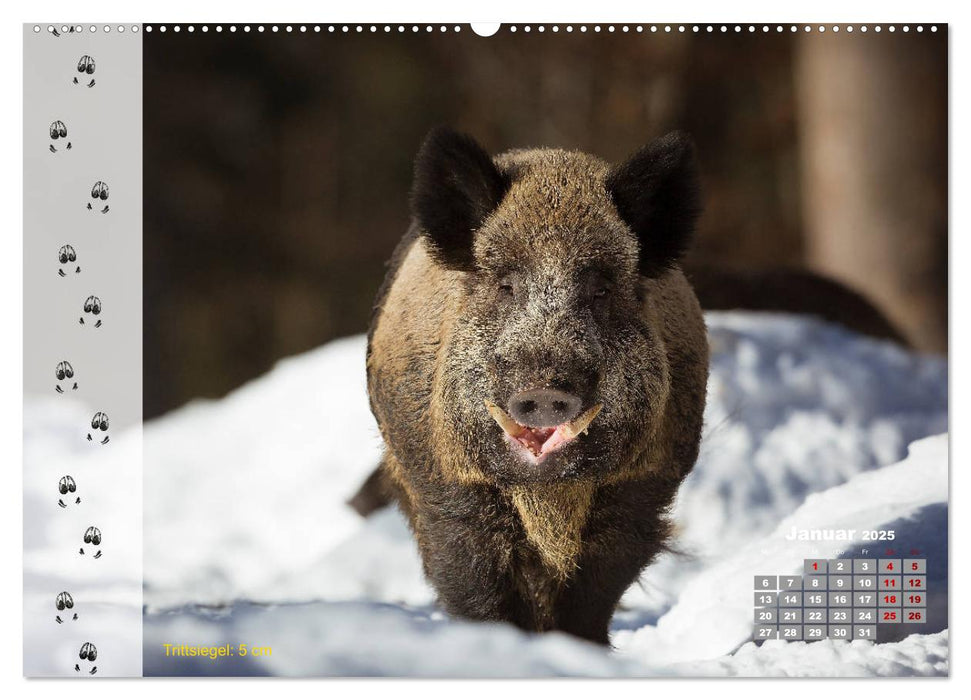 Tierspuren in der Natur (CALVENDO Premium Wandkalender 2025)