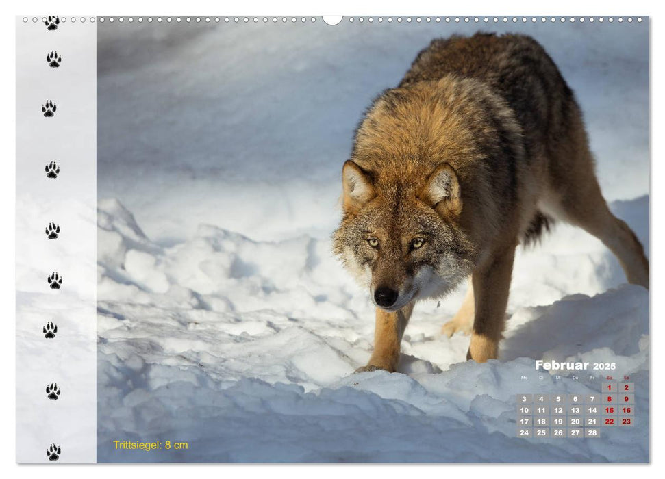 Tierspuren in der Natur (CALVENDO Premium Wandkalender 2025)