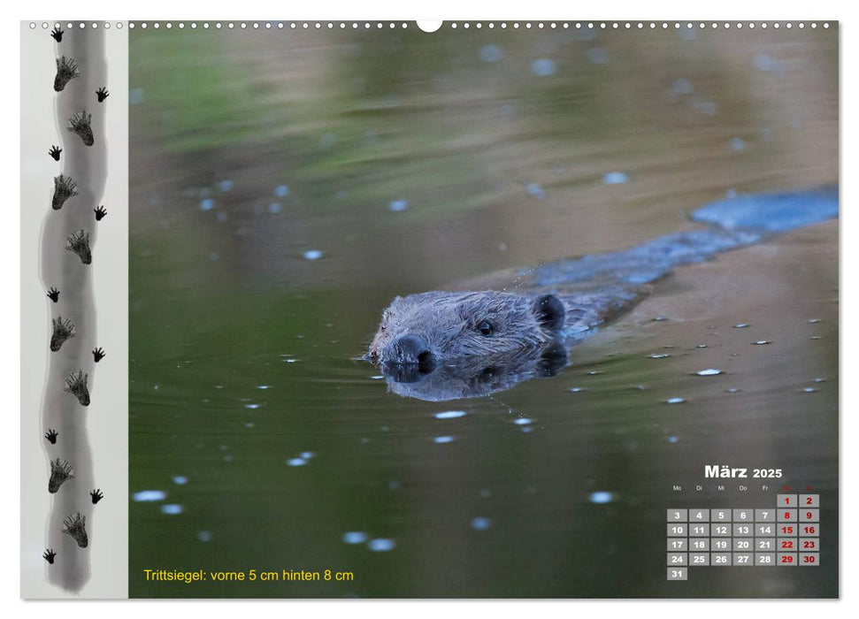 Tierspuren in der Natur (CALVENDO Premium Wandkalender 2025)