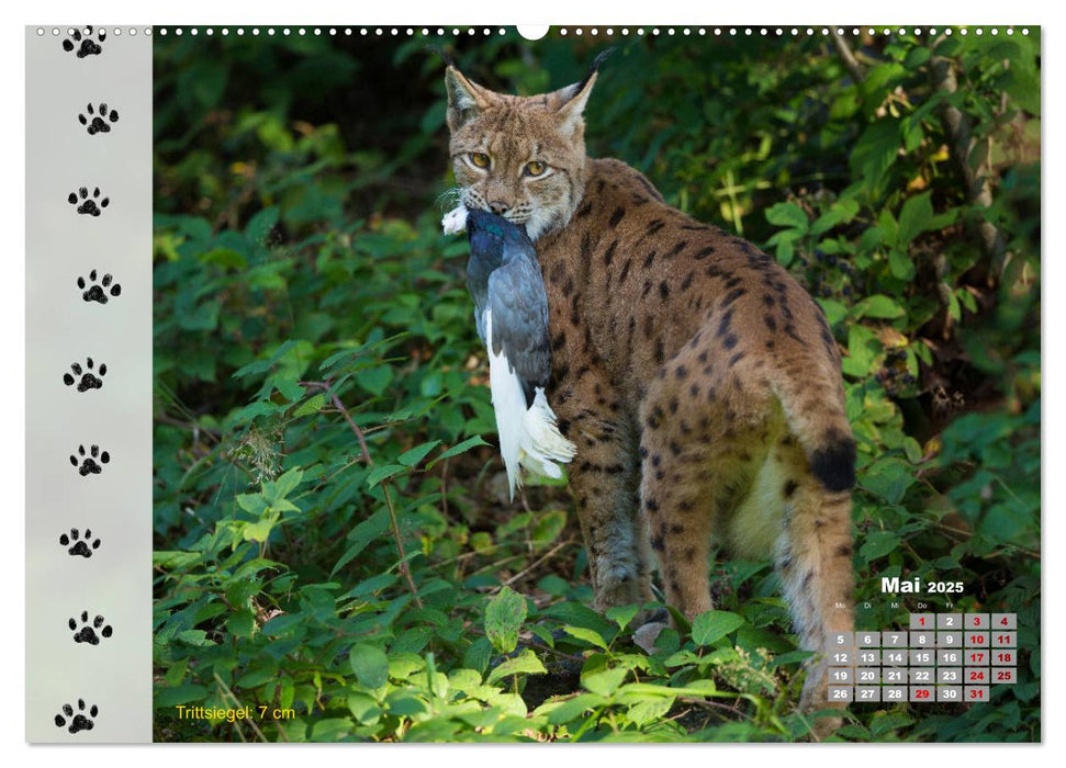 Tierspuren in der Natur (CALVENDO Premium Wandkalender 2025)