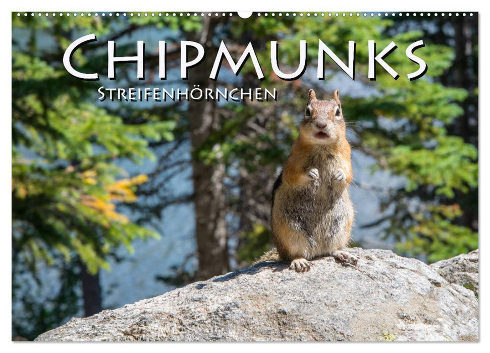 Chipmunks Streifenhörnchen (CALVENDO Wandkalender 2025)