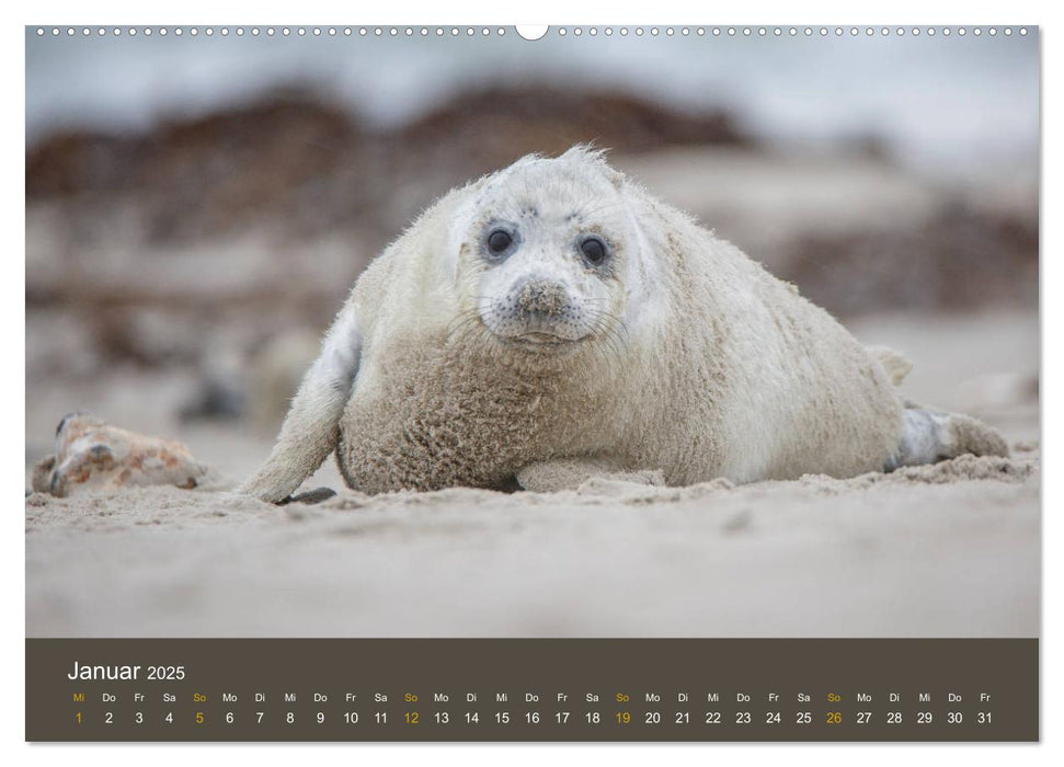 Robben auf der Helgoländer Düne (CALVENDO Premium Wandkalender 2025)