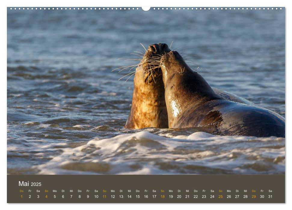 Robben auf der Helgoländer Düne (CALVENDO Premium Wandkalender 2025)