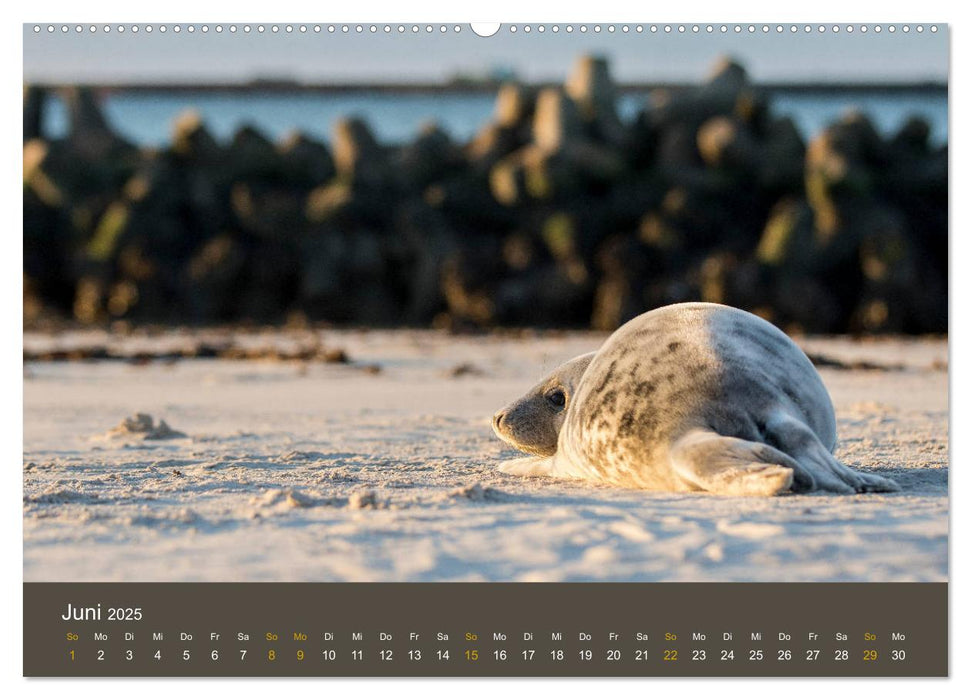 Robben auf der Helgoländer Düne (CALVENDO Premium Wandkalender 2025)