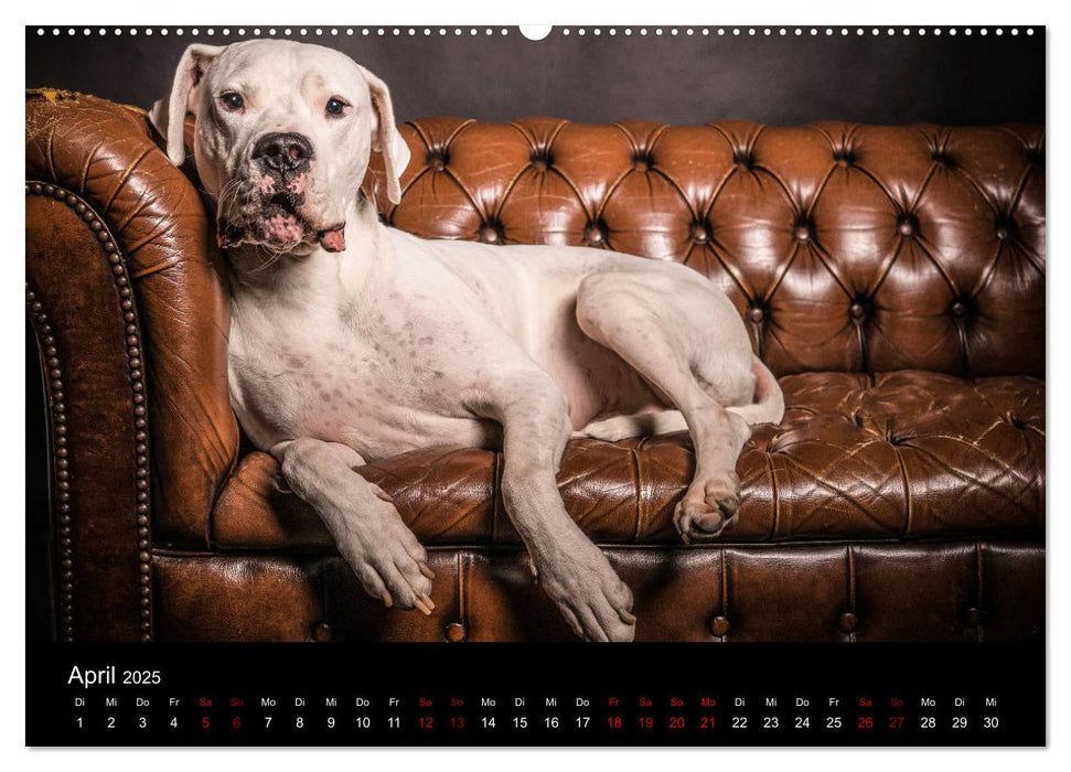 DOGO ARGENTINO (CALVENDO Premium Wandkalender 2025)