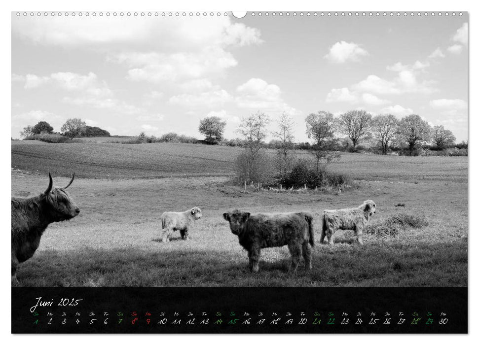 Highland Cattle vom Nordlicht - Faszination Hochland Rind (CALVENDO Wandkalender 2025)