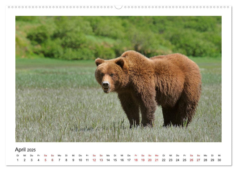 Braunbären in Alaska (CALVENDO Premium Wandkalender 2025)