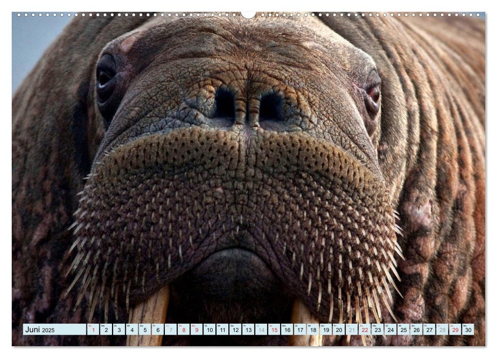 Tiere Schau mir in die Augen (CALVENDO Premium Wandkalender 2025)