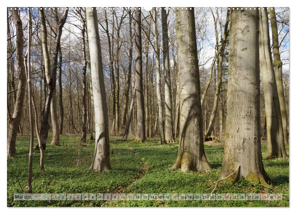 Der Hainich in Thüringen - Weltnaturerbe (CALVENDO Premium Wandkalender 2025)