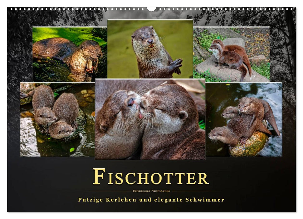 Fischotter - putzige Kerlchen und elegante Schwimmer (CALVENDO Wandkalender 2025)