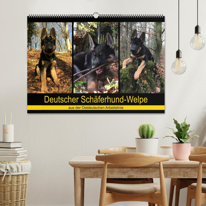 Deutscher Schäferhund-Welpe - aus der Ostdeutschen Arbeitslinie (CALVENDO Wandkalender 2025)