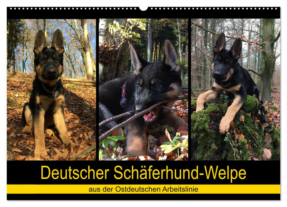 Deutscher Schäferhund-Welpe - aus der Ostdeutschen Arbeitslinie (CALVENDO Wandkalender 2025)