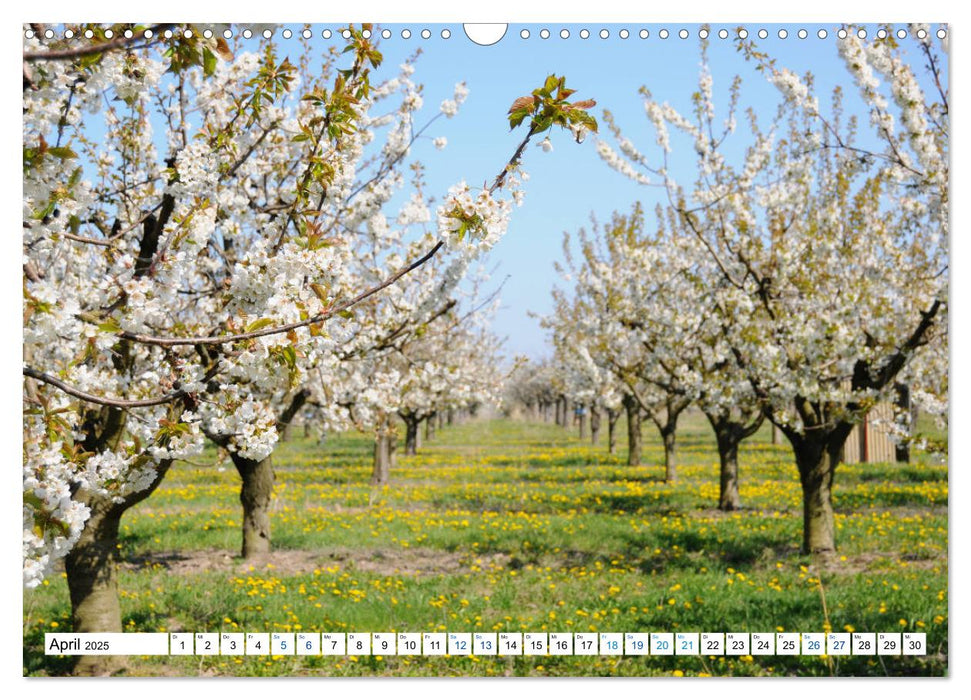 Land Brandenburg - Natur und Erholung im märkischen Land (CALVENDO Wandkalender 2025)