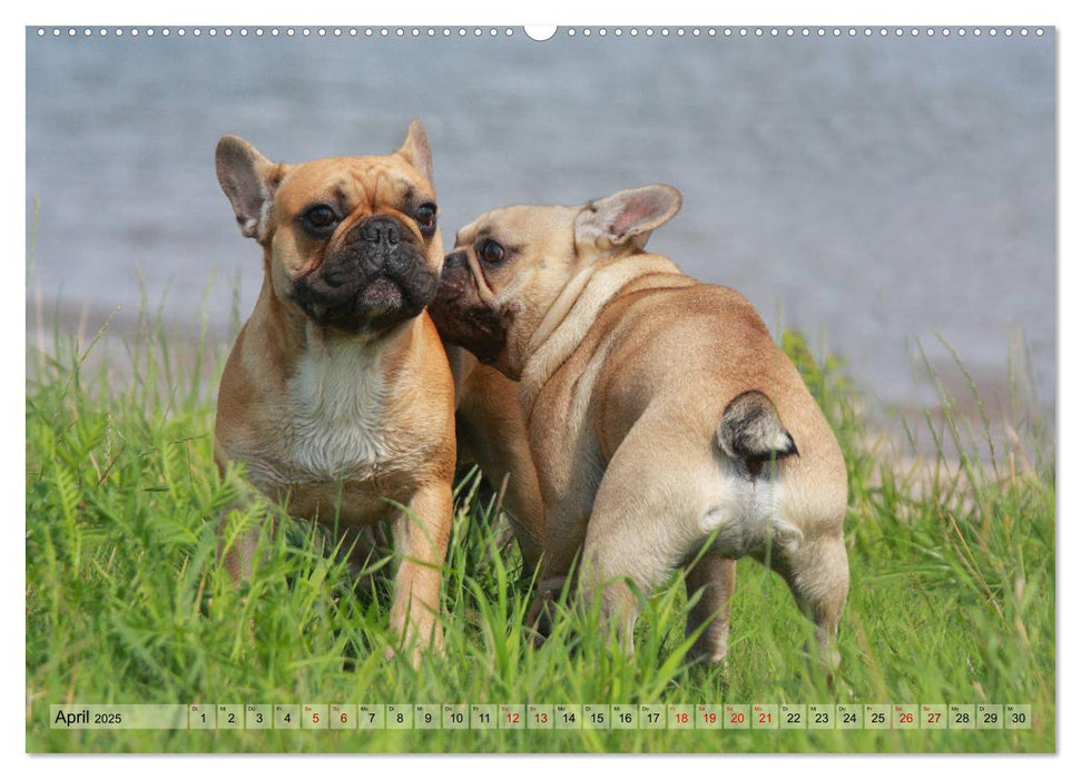 Bulldoggen - Englische und Französische Bulldoggen (CALVENDO Premium Wandkalender 2025)