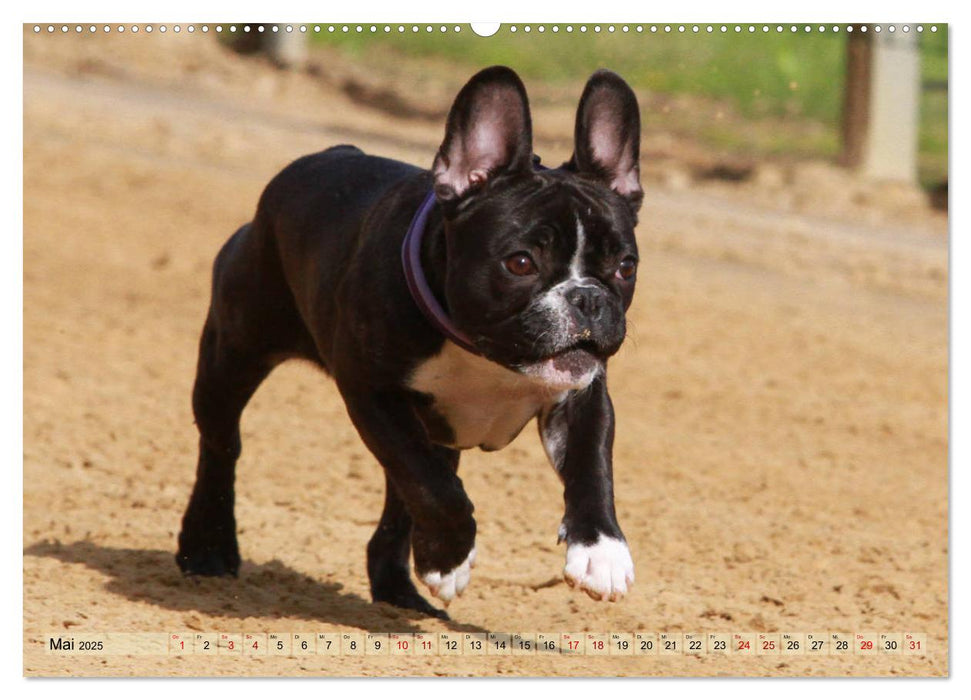 Bulldoggen - Englische und Französische Bulldoggen (CALVENDO Premium Wandkalender 2025)