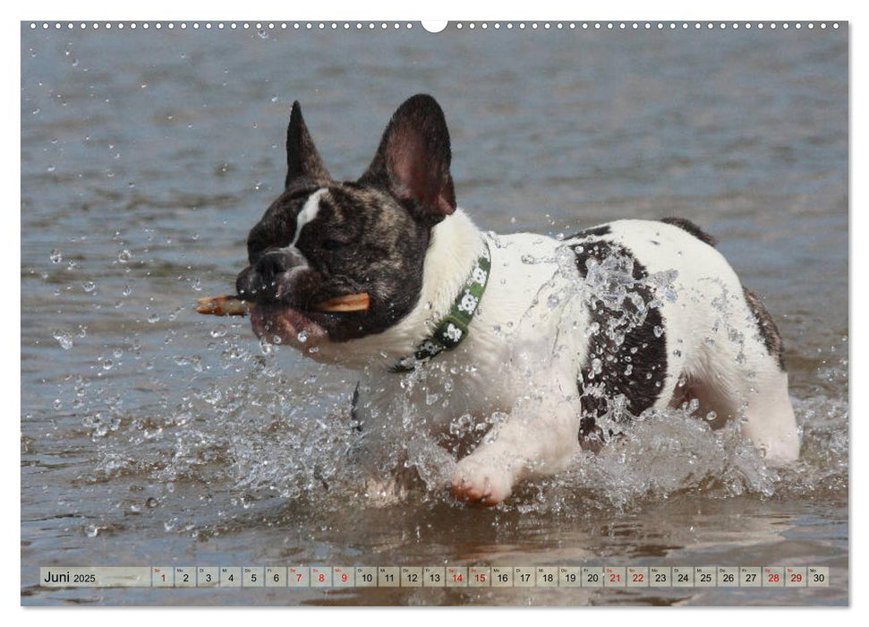 Bulldoggen - Englische und Französische Bulldoggen (CALVENDO Premium Wandkalender 2025)