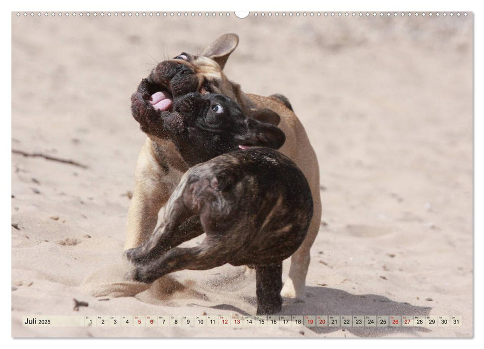 Bulldoggen - Englische und Französische Bulldoggen (CALVENDO Premium Wandkalender 2025)