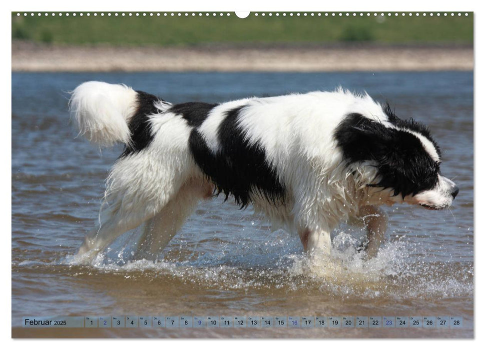 Landseer - Das Wasser ist ihr Element (CALVENDO Premium Wandkalender 2025)