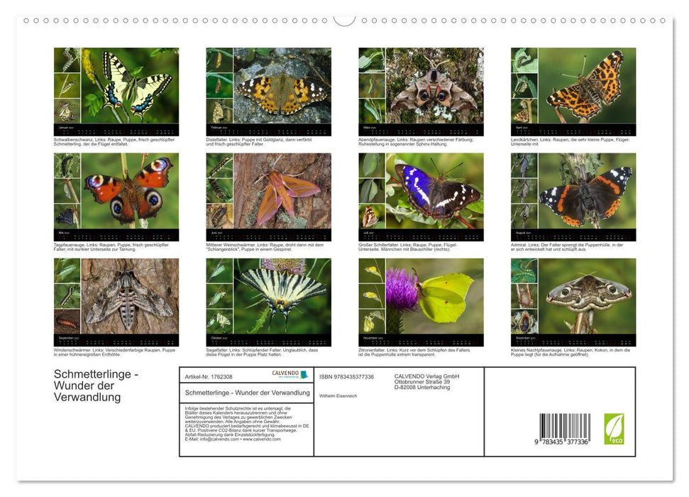 Schmetterlinge - Wunder der Verwandlung (CALVENDO Premium Wandkalender 2025)