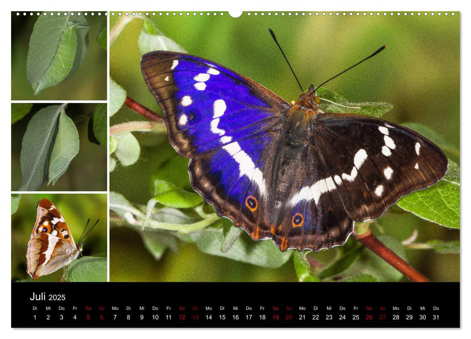 Schmetterlinge - Wunder der Verwandlung (CALVENDO Premium Wandkalender 2025)