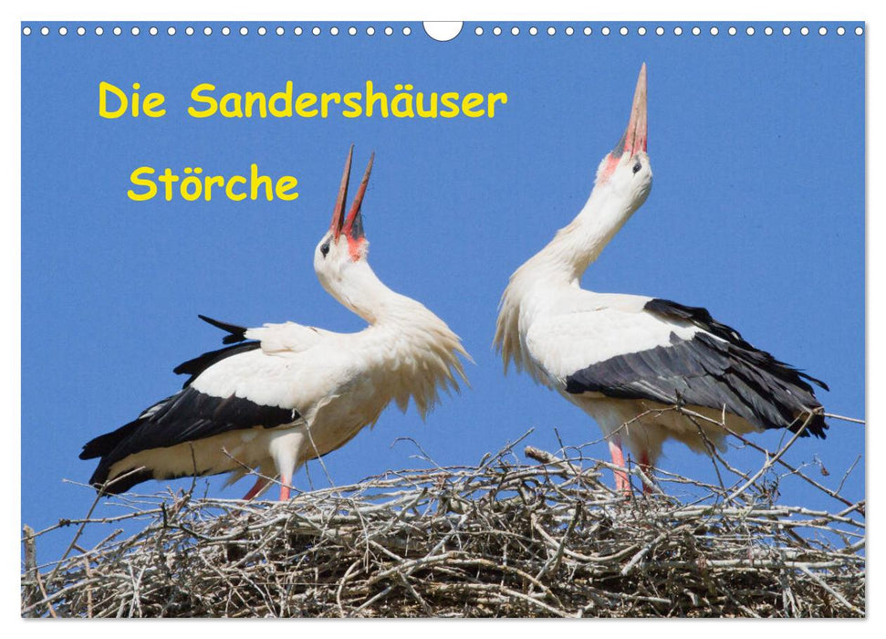 Die Sandershäuser Störche (CALVENDO Wandkalender 2025)