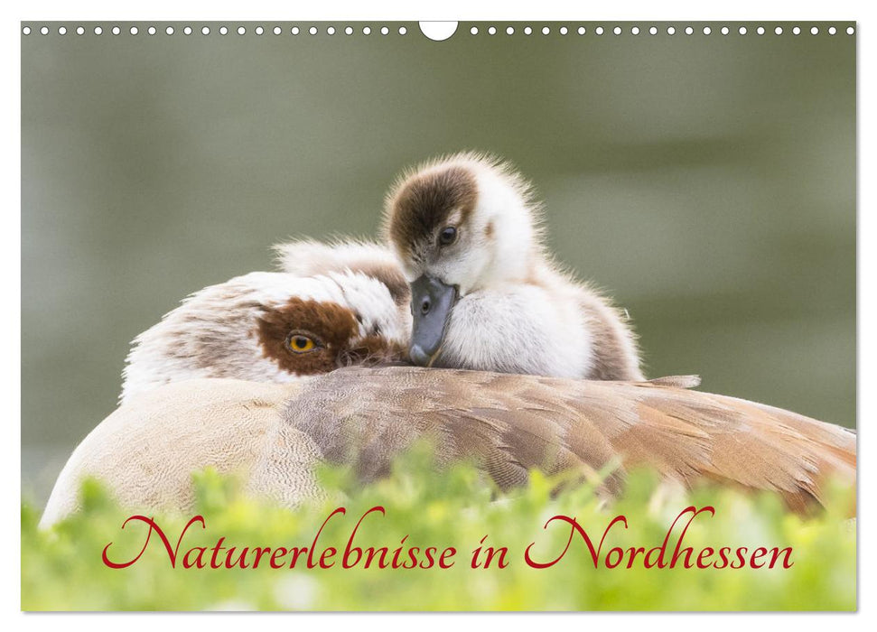 Naturerlebnisse in Nordhessen (CALVENDO Wandkalender 2025)