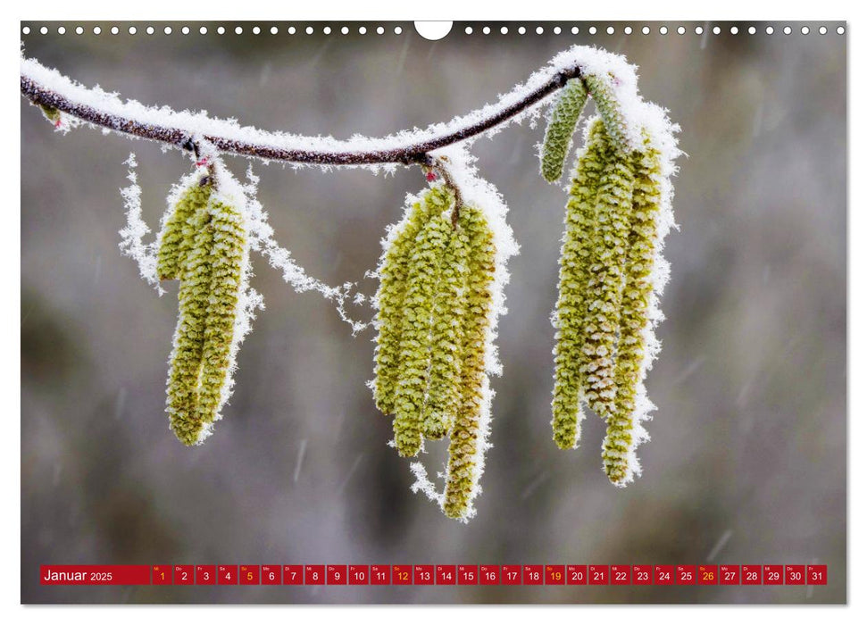 Naturerlebnisse in Nordhessen (CALVENDO Wandkalender 2025)