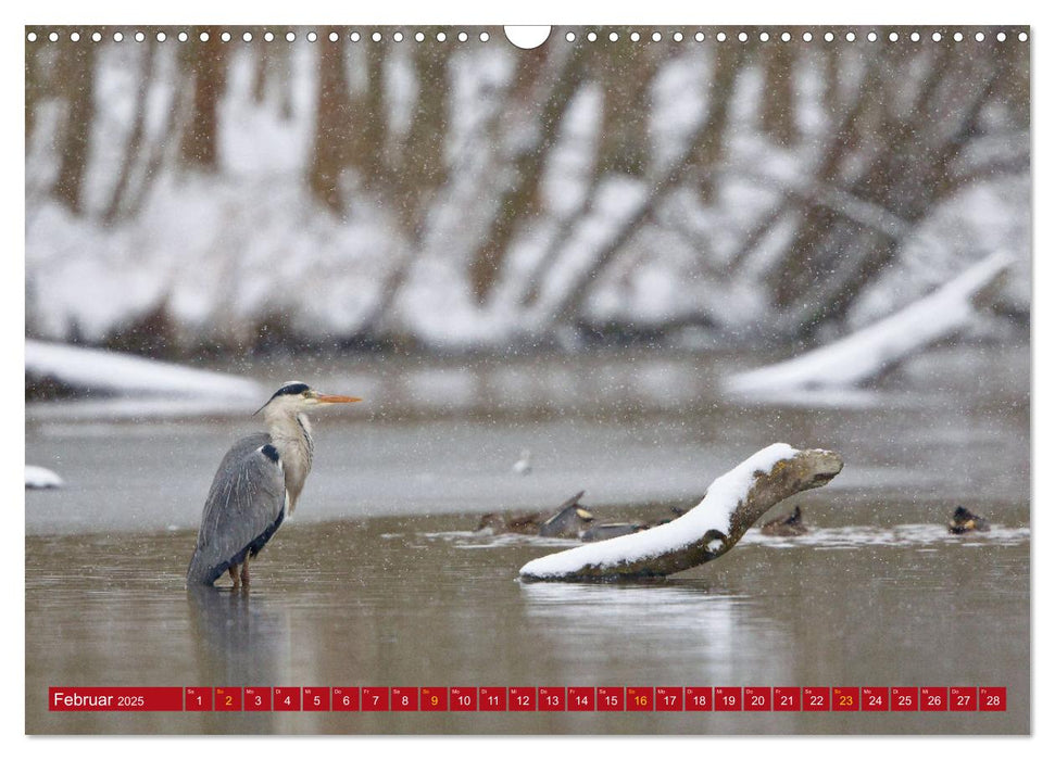 Naturerlebnisse in Nordhessen (CALVENDO Wandkalender 2025)