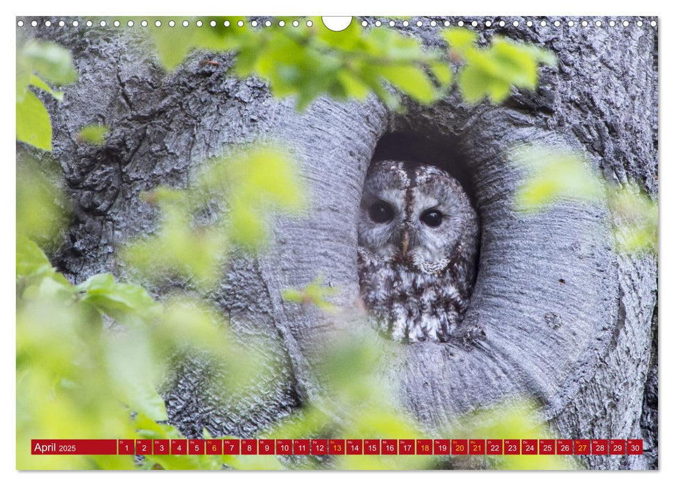 Naturerlebnisse in Nordhessen (CALVENDO Wandkalender 2025)