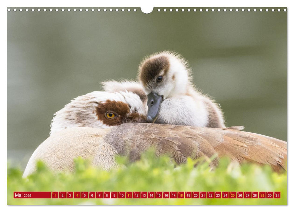 Naturerlebnisse in Nordhessen (CALVENDO Wandkalender 2025)