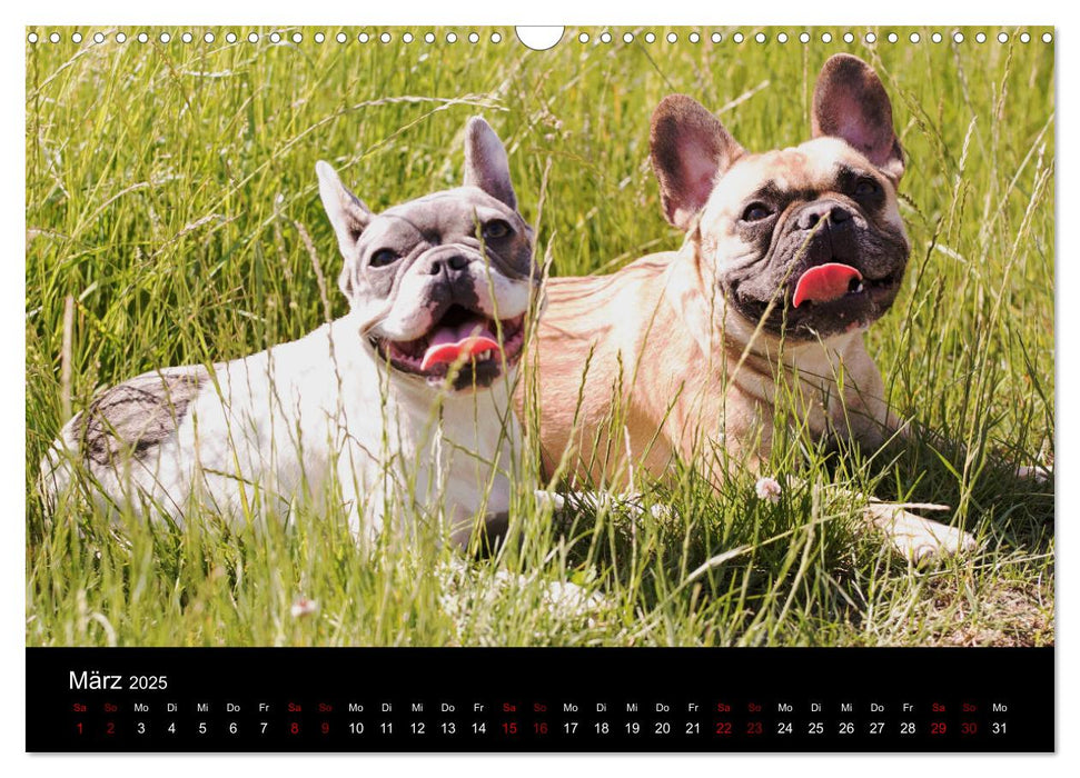 Französische Bulldoggen - Schutzengel auf 4 Pfoten (CALVENDO Wandkalender 2025)